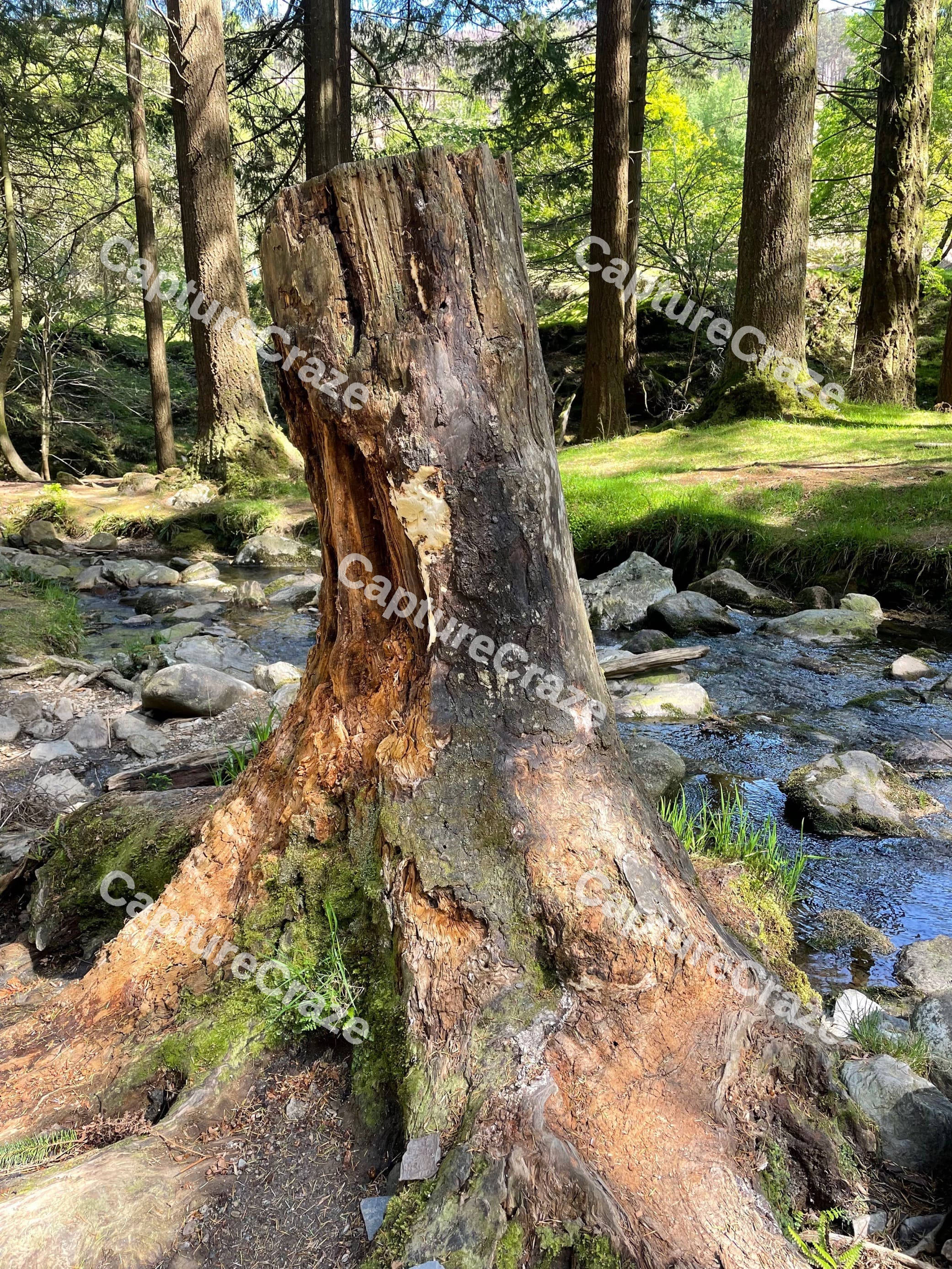 Half Cut Tree